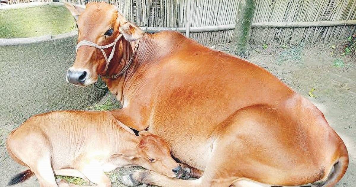 Lumpy-Skin-Infection-in-Aitwari-Silent-Administration