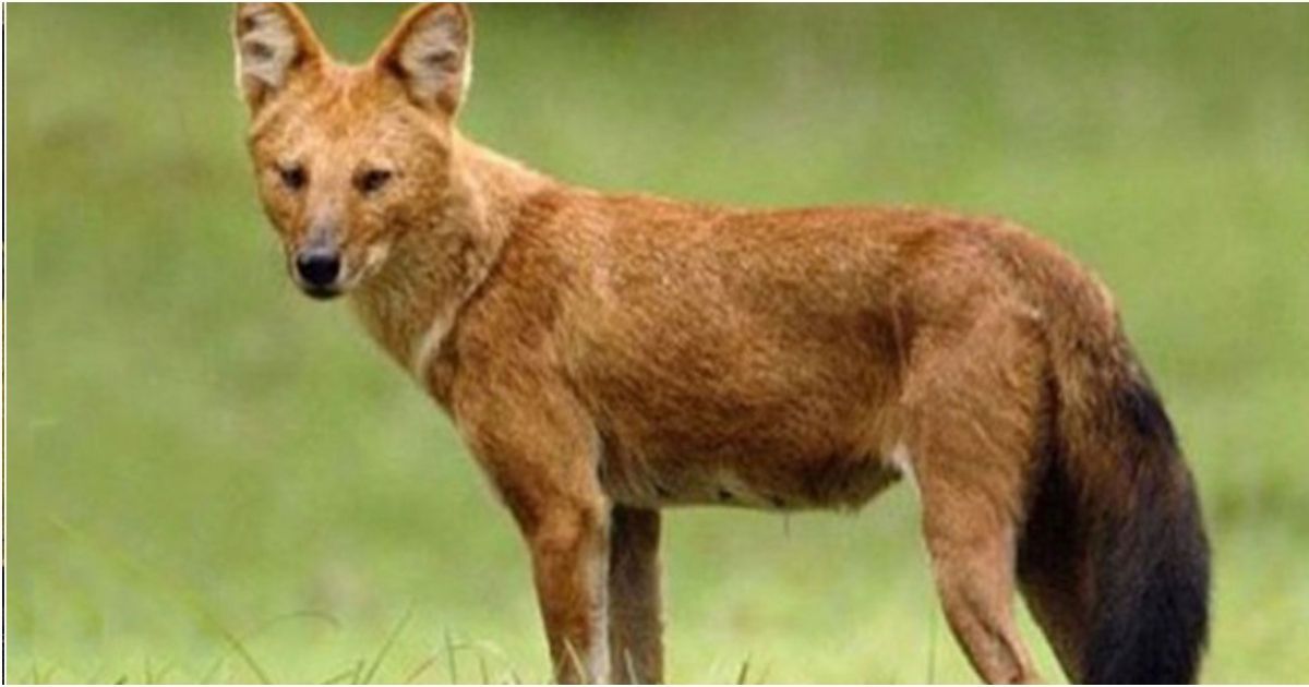 Chandpur-was-injured-in-a-fox-bite