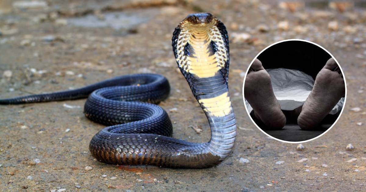 Jhenaidah-snake-bite