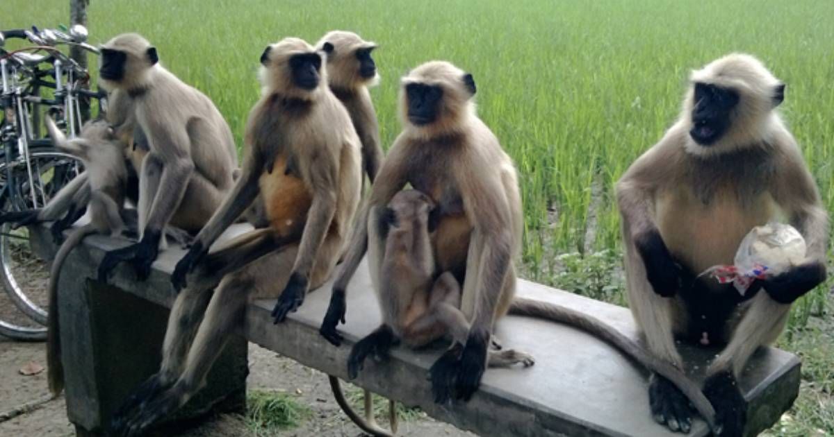 Black-Hanuman-leaving-the-area-in-search-of-food