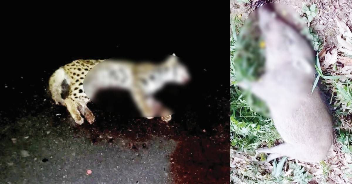 Wildlife-killing-on-the-key-campus-is-on-the-rise
