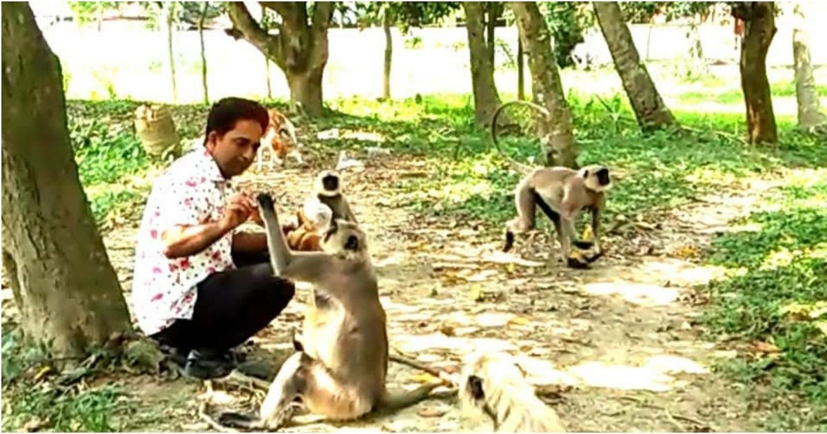 Black-Hanuman-leaving-the-area-in-search-of-food
