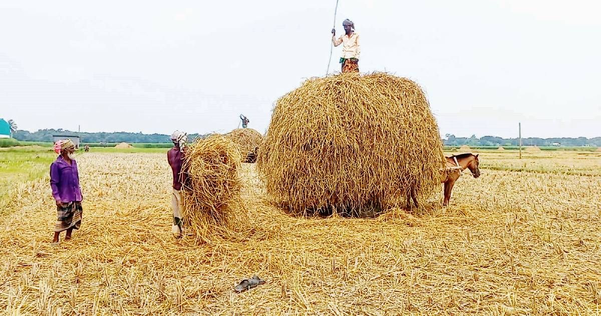 The-farmers-income-is-Tk-300-crore-a-year-by-selling-paddy-straw-in-Rajbari