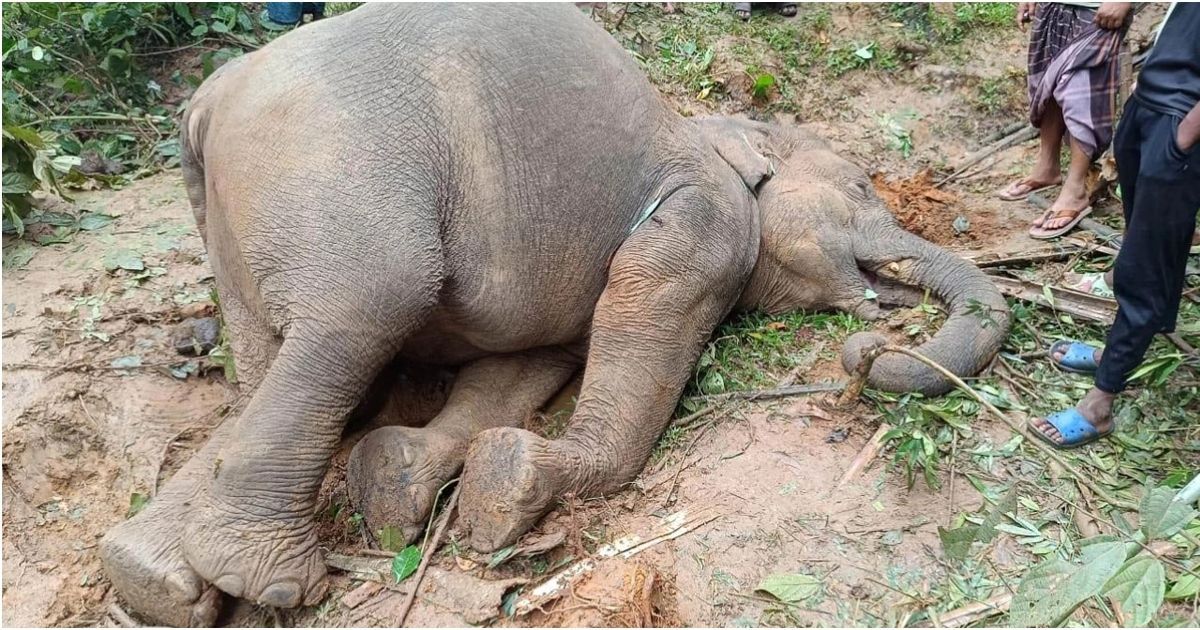Another-wild-elephant-died-in-Sherpur