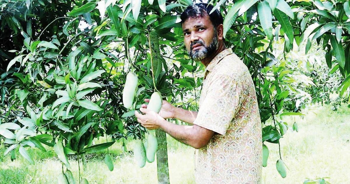 বিদেশি-জাতের-আম-চাষে-নতুন-দিগন্ত