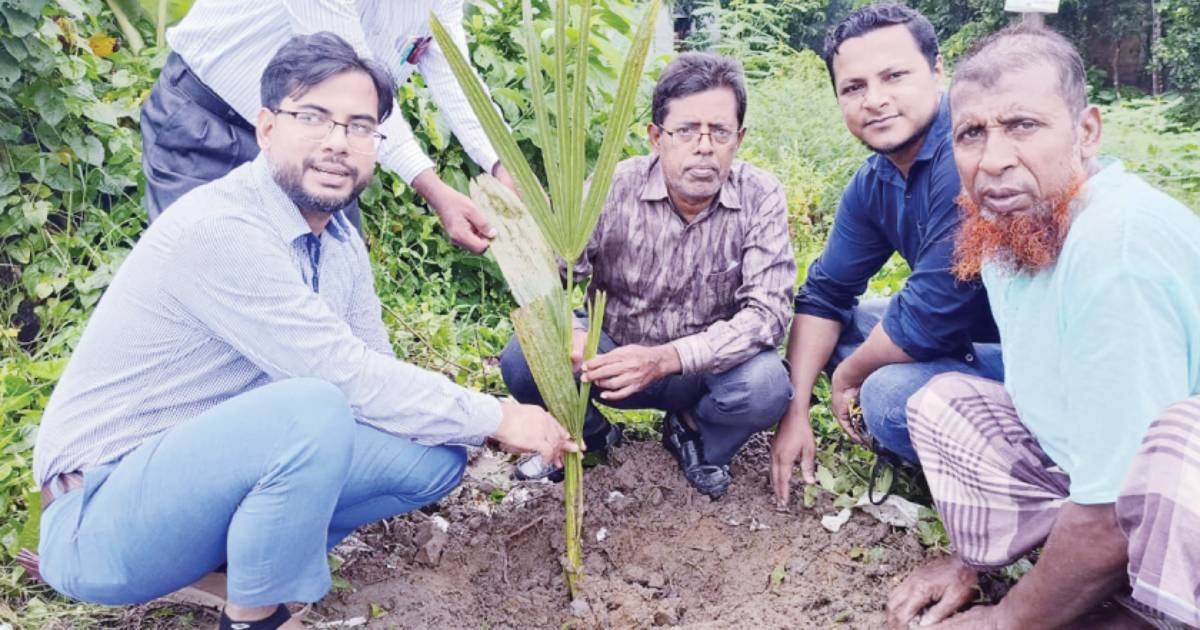 নবীনগরে-তালের-চারা-রোপণ-কর্মসূচি-উদ্বোধন
