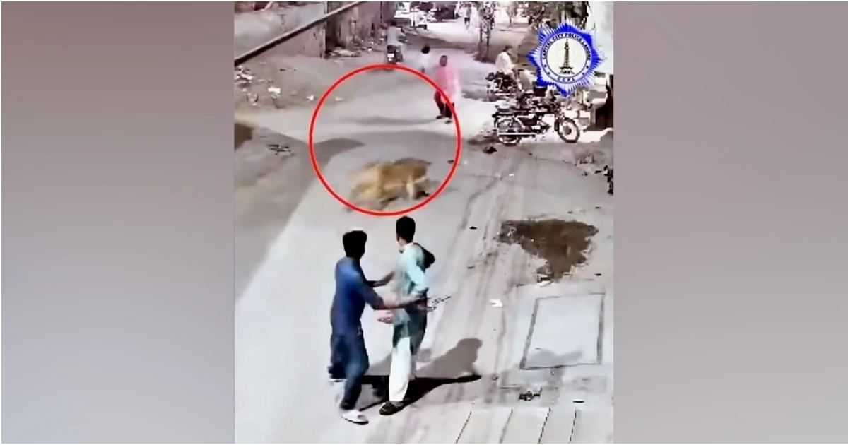 The-pet-lion-was-injured-in-Pakistan-on-the-street-at-the-top-of-the-wall