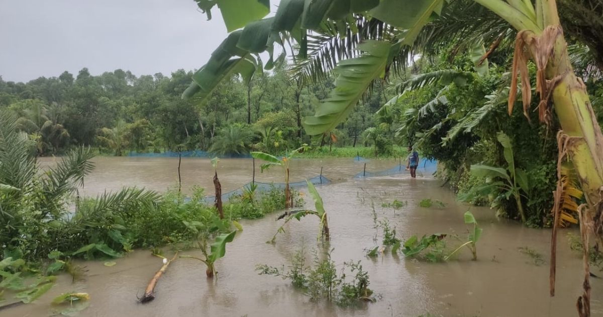 ভোলায় টানা বৃষ্টিতে তলিয়ে গেছে মাছের ঘের ফসলি জমি, পানিবন্দী অনেকে 