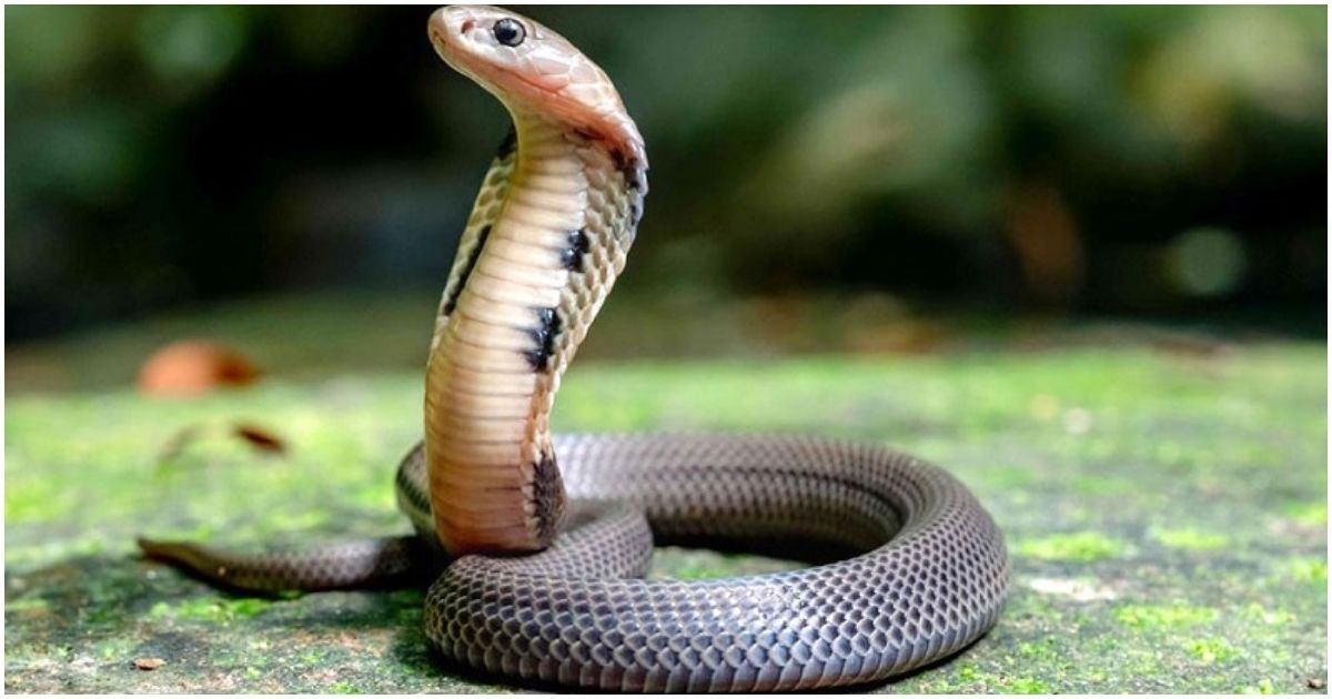 What-do-you-do-if-you-cut-the-snake?-What-things-are-urgent-to-avoid?