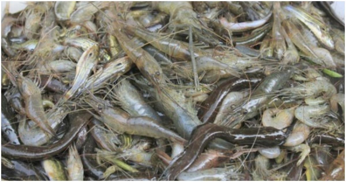 Domestic-fish-in-the-market-in-the-rainy-season
