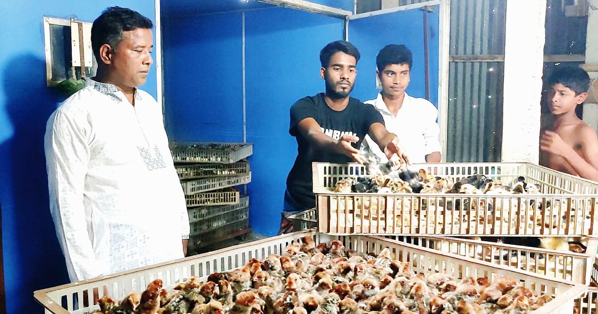 Poultry    