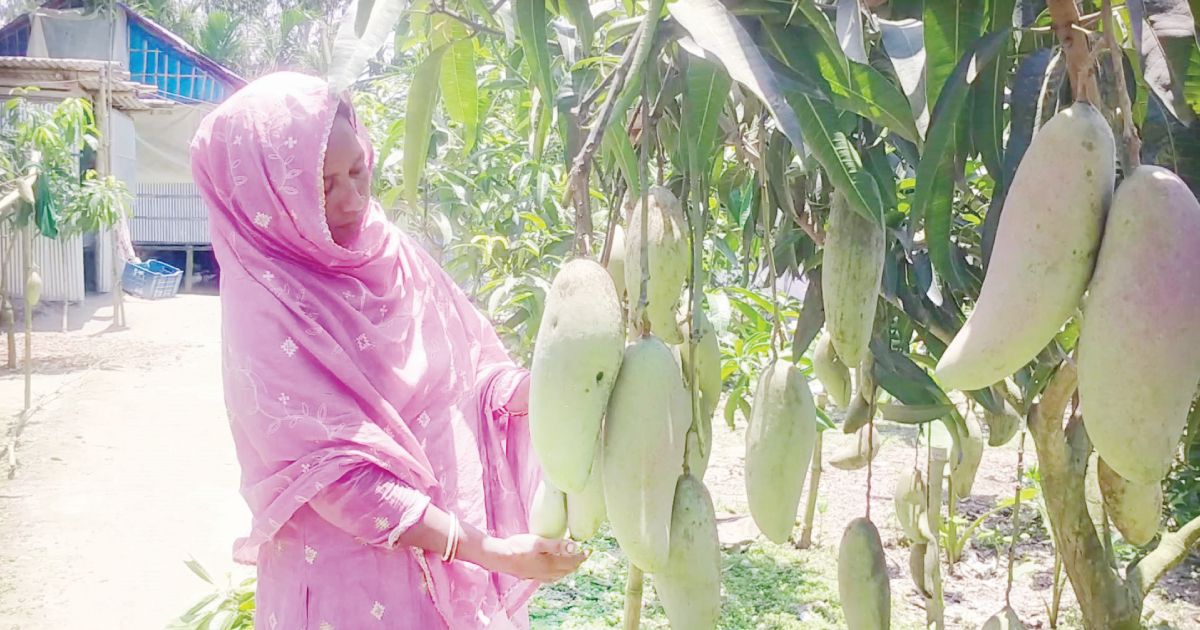 In-the-Nilphamari-the-mango-paradise-is-built-in-the-hands-of-Ruma