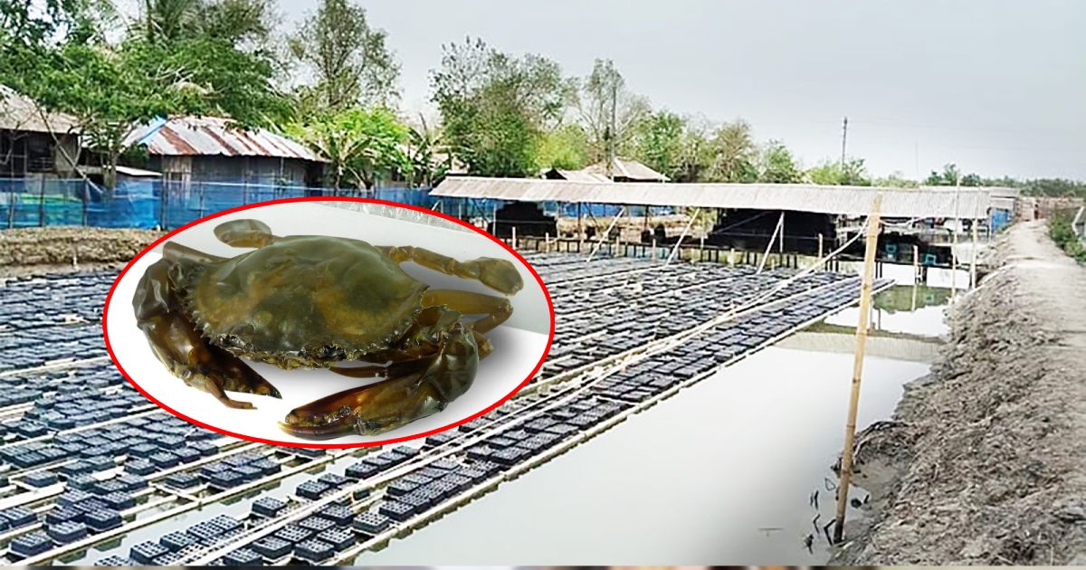 বিশ্ববাজার-মাতাচ্ছে-সাতক্ষীরার-সফটশেল-কাঁকড়া