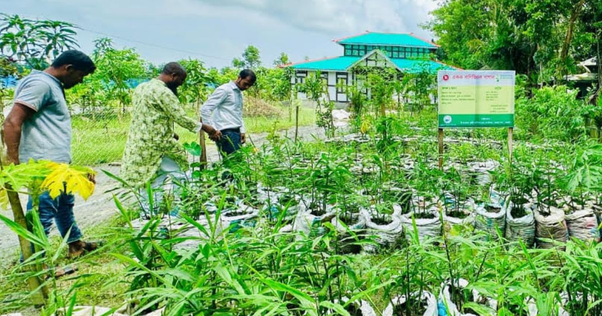 Ginger-cultivation