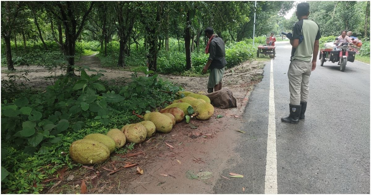 Kathal-is-now-a-cattle-diet-because-there-is-no-price-in-Meherpur-market 