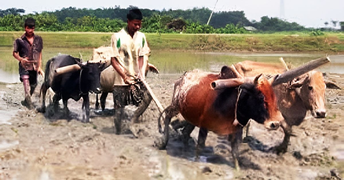 কালের-পরিবর্তন-ও-আধুনিকতার-ছোঁয়ায়-হারিয়ে-যাচ্ছে-লাঙল--জোয়ালের-ঐতিহ্য