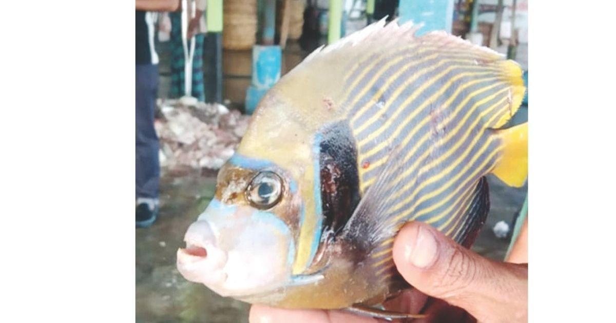 Angelphish-of-rare-species-caught-in-the-net-in-Kuakata