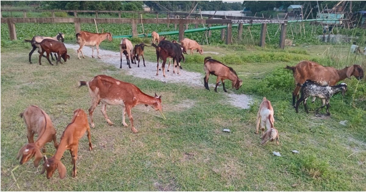 Many-people-including-self--sufficient-unemployed-Mohsin-to-celebrate-goats