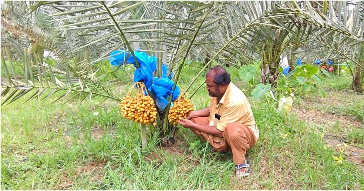 Saudi-palm-success-in-the-hands-of-foreign-farmers