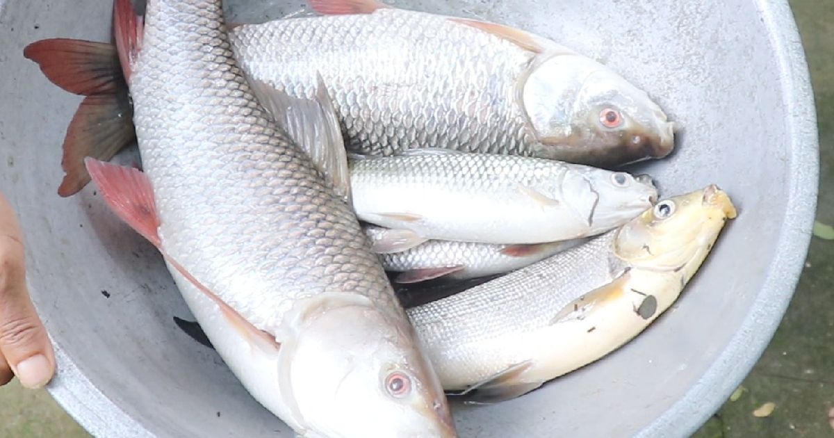 বোয়ালখালীতে বিষ দিয়ে পুকুরের মাছ লুট