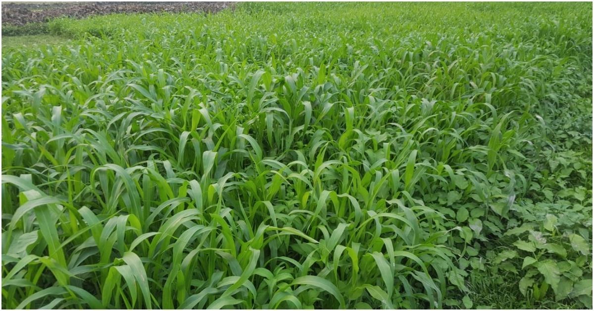 Farmers-are-leaning-in-Napias-grass-in-Rupganj