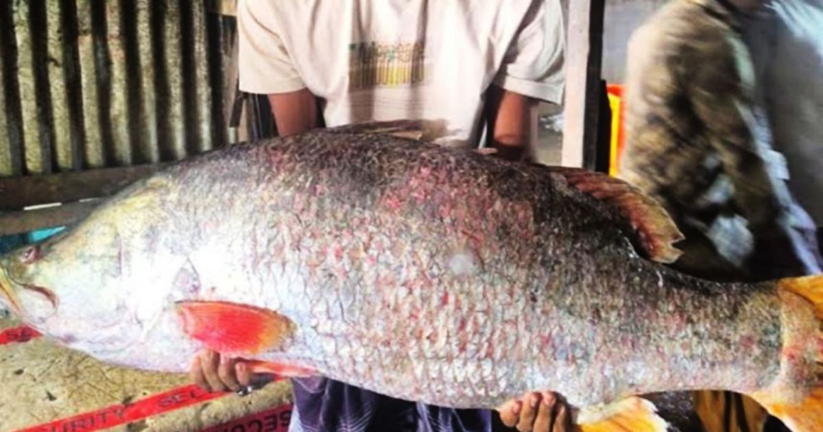 Meghna-caught-20-kg-coral