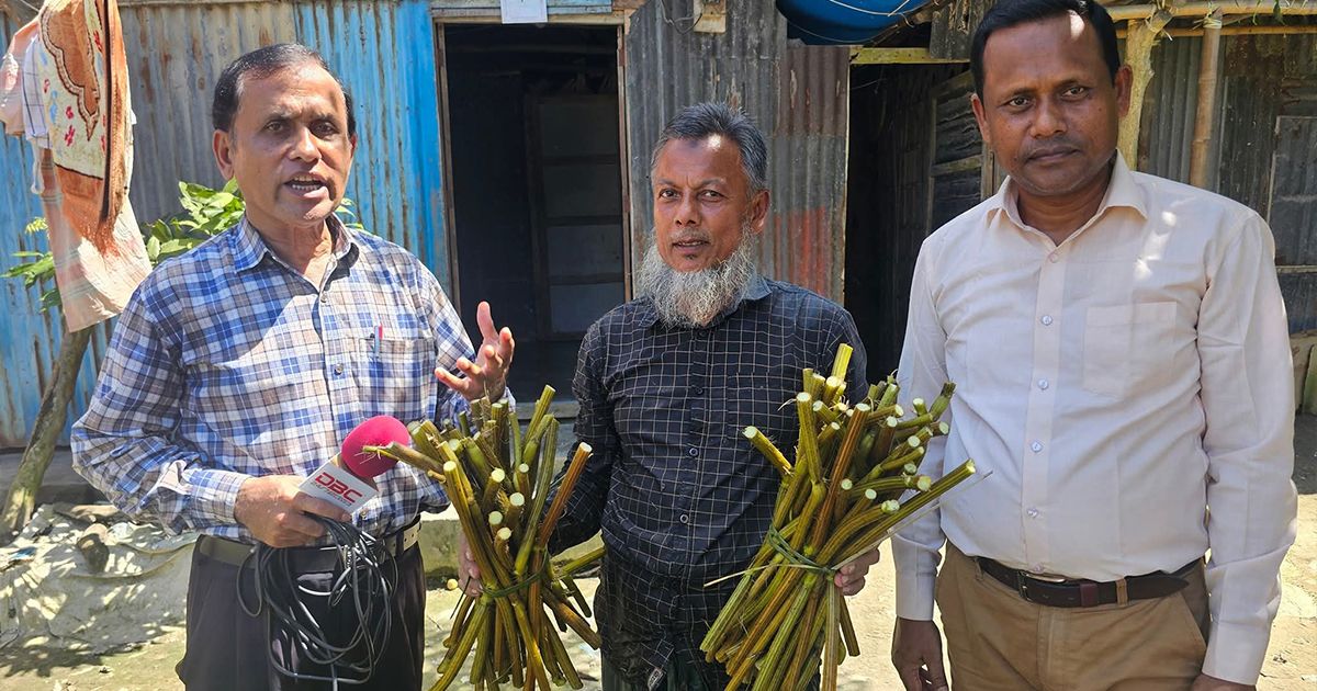 ফেনীতে আবাদ হচ্ছে বিলুপ্তপ্রায় সুস্বাদু সবজি ঠোঁয়াস
