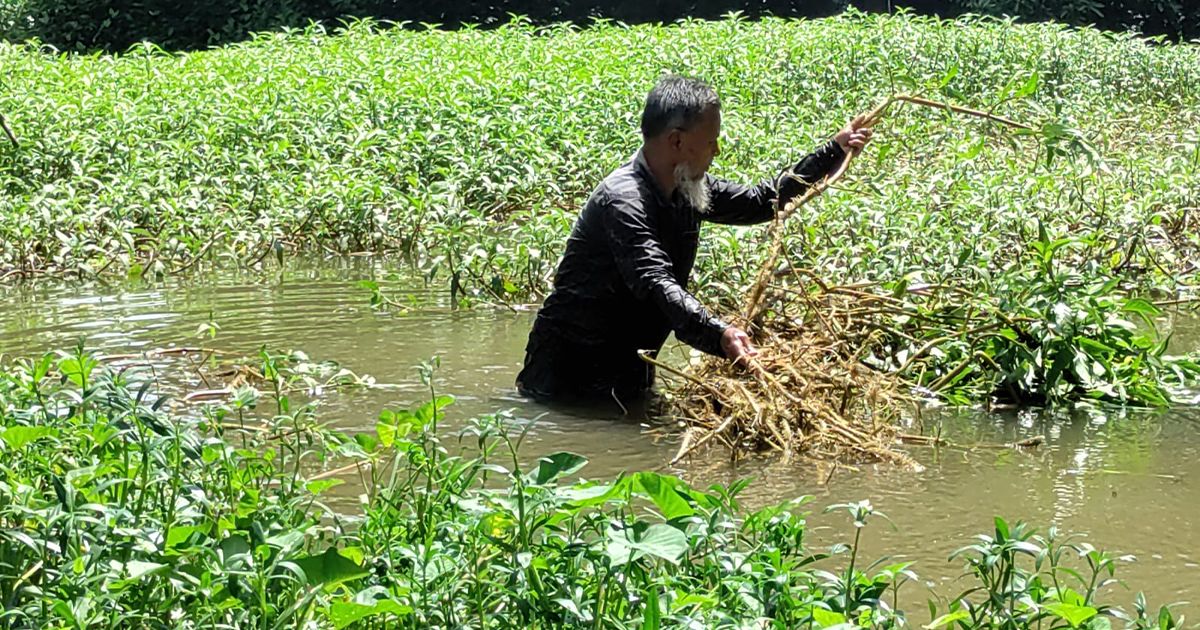 ফেনীতে আবাদ হচ্ছে বিলুপ্তপ্রায় সুস্বাদু সবজি ঠোঁয়াস