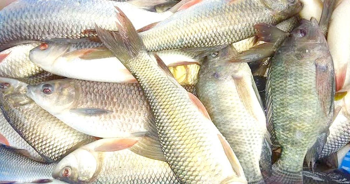 গত অর্থবছরে ৬ হাজার ১৪৫ কোটি টাকার মাছ রপ্তানি