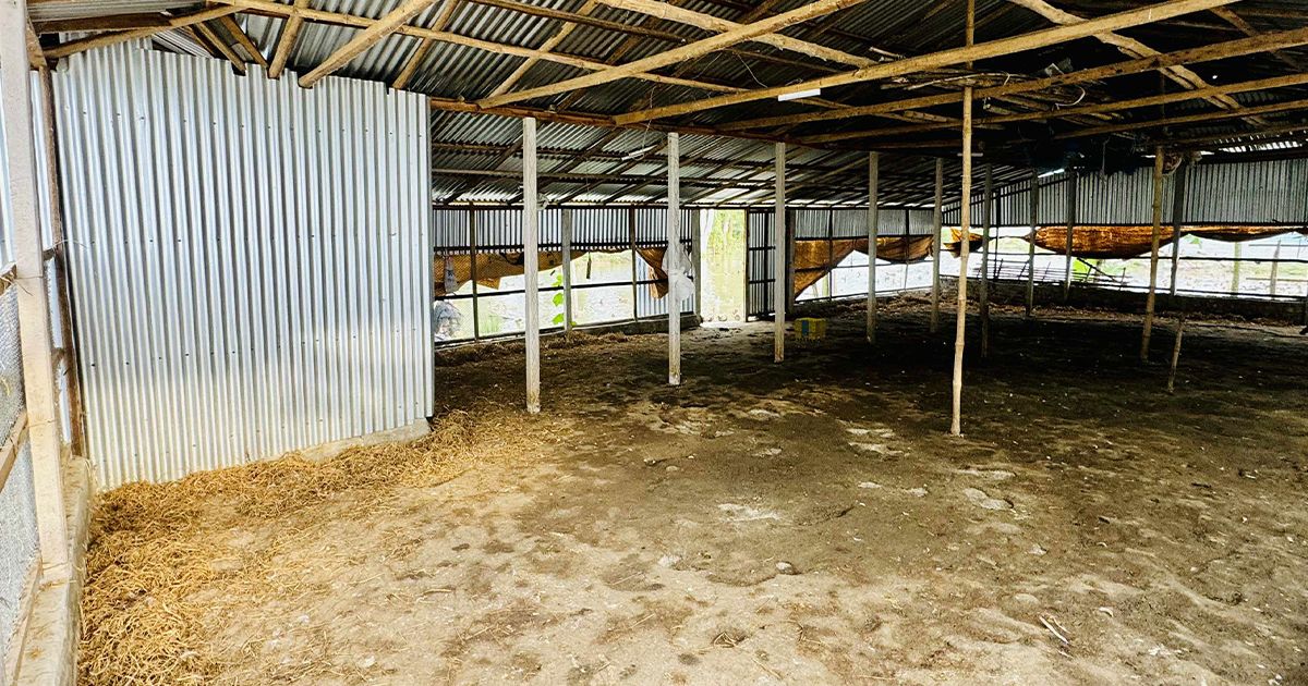 সিংড়ায় হাঁসের খামারে হামলা ও লুট, ৮শত হাঁস নিয়ে গেল একদল দুর্বৃত্ত