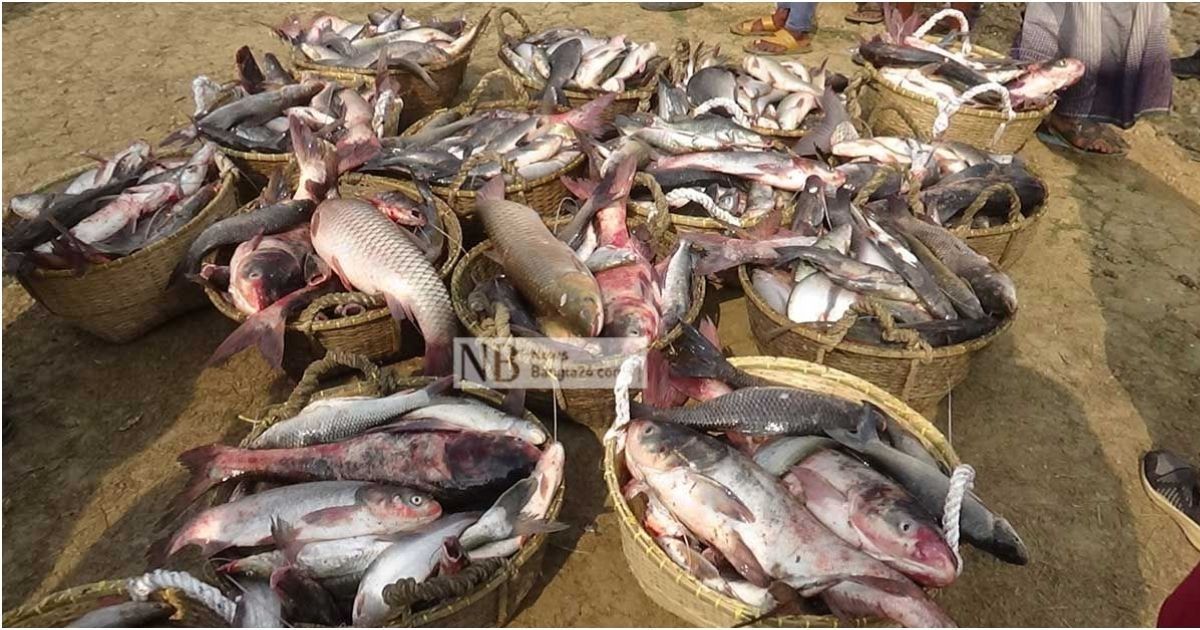 In-five-years-the-production-of-fish-has-increased-by-about-15-lakh-tonnes