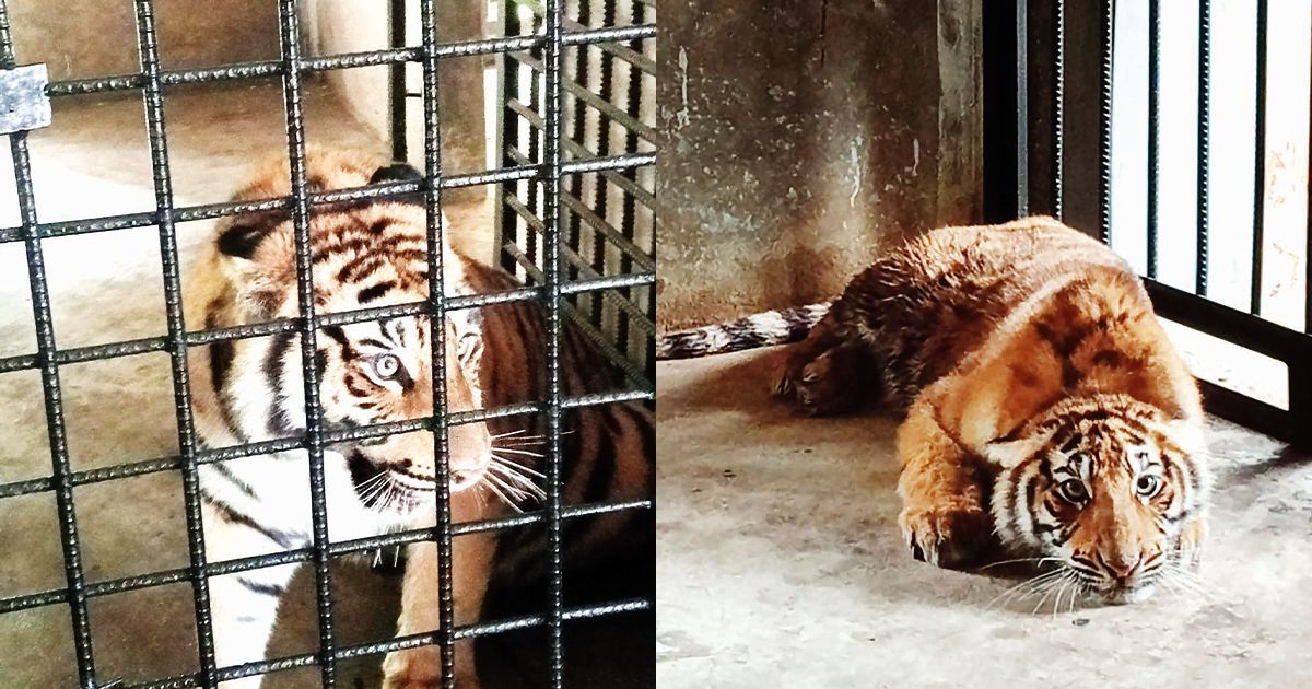 Chakrias-Dulahazara-Safari-Park-is-added-to-the-4-African-tiger-cubs