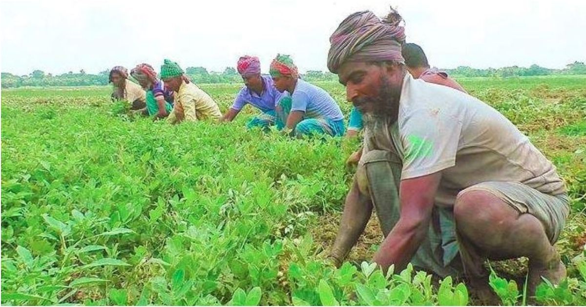 Poorism-farming-is-becoming-profitable-in-Rangpur-region