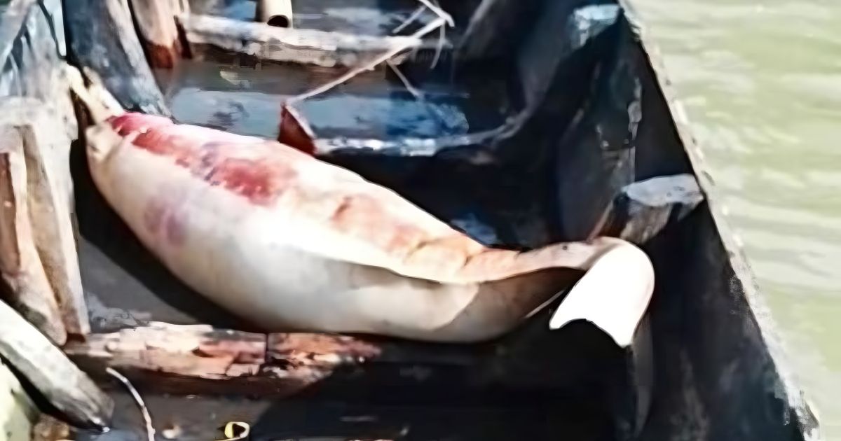 Recovered-dead-dolphins-from-Halda-River