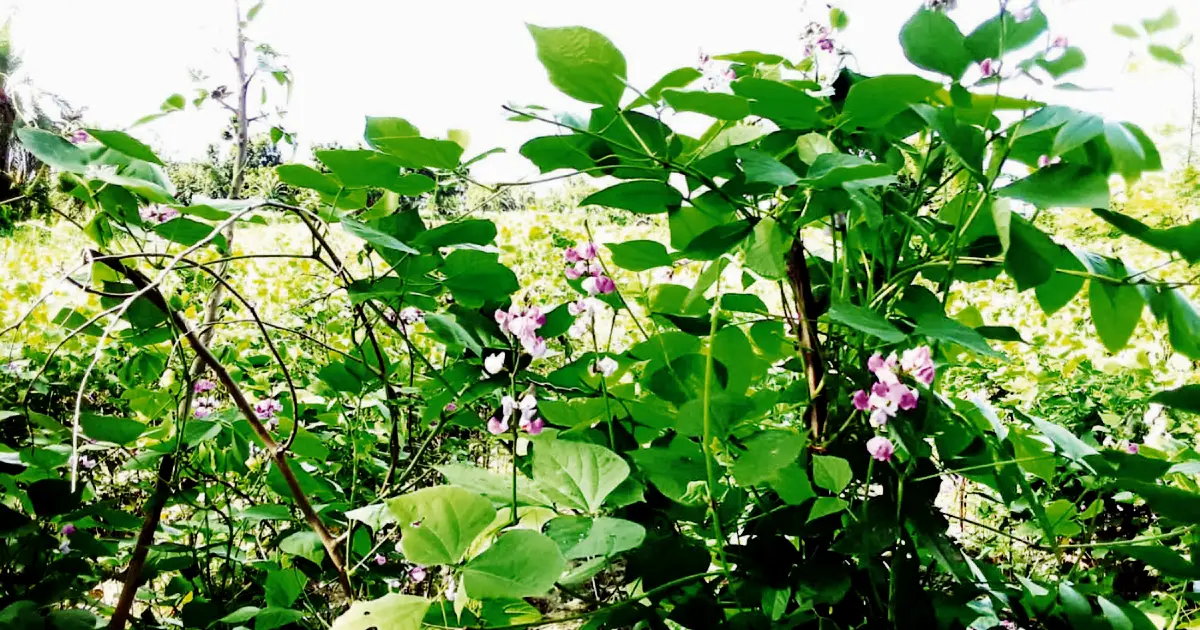 The-farmers-of-Keshabpur-are-self--sufficient-by-cultivating-beans