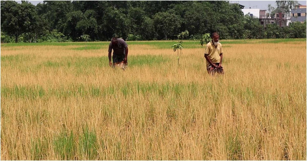 In-Naogaon-Porsha-1-bigha-Aman-paddy-weed-pesticide-spray