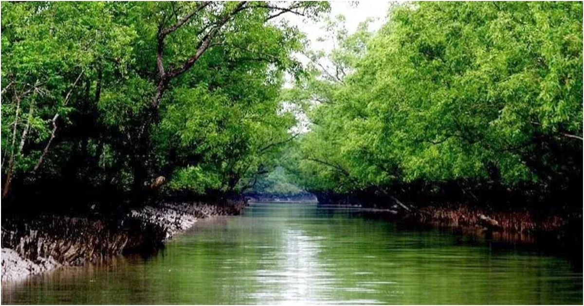 Sundarbans-are-being-opened-today-for-fishermen-and-tourists