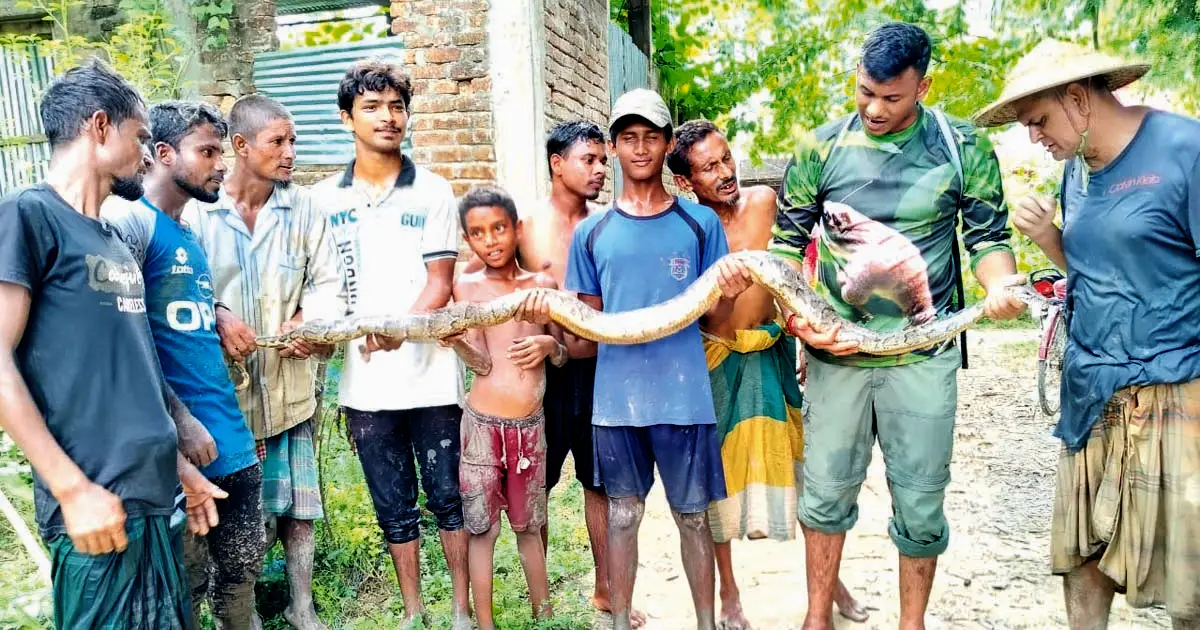 A-4--foot--tall-dragon-recovered-from-paddy-field-in-Kamalganj