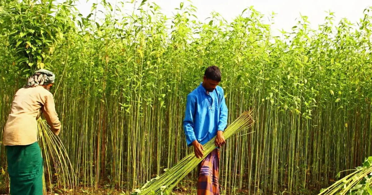 পাট-চাষে-আগ্রহ-হাড়াচ্ছে-কৃষক