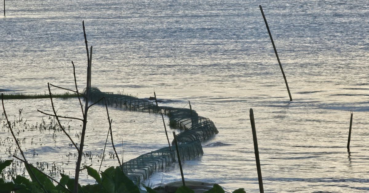 Fish-hunting-freely-in-the-Padma-river-in-Goaland