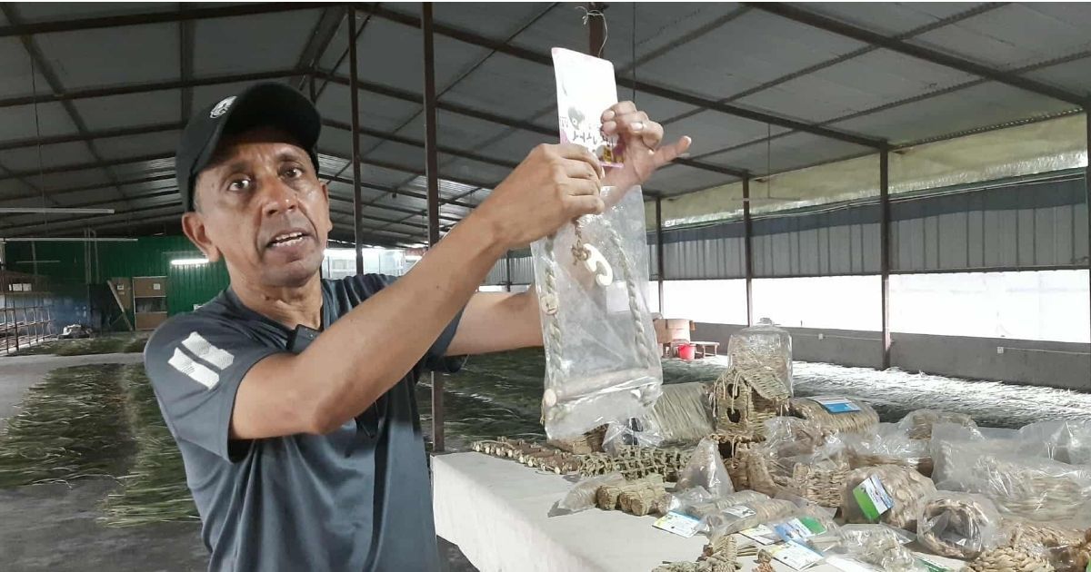 The-dry-pulses-of-the-tree-are-no-longer-feloning-they-are-exporting-from-Magura-abroad