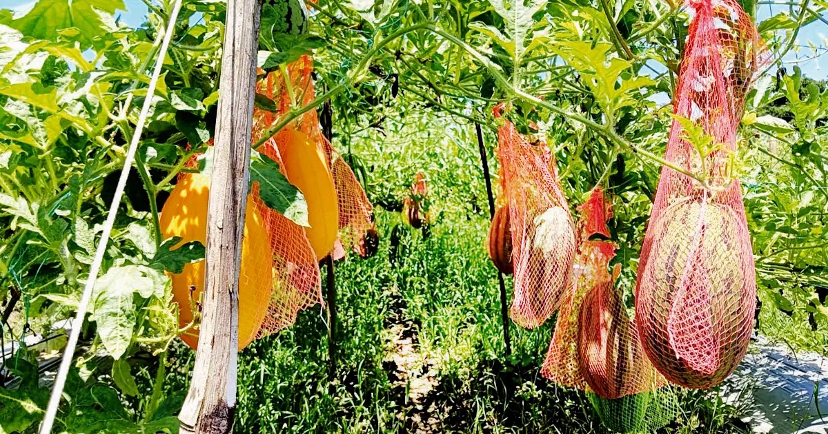 তালায় গ্রীষ্মকালীন তরমুজ চাষে লোকসানের আশঙ্কা