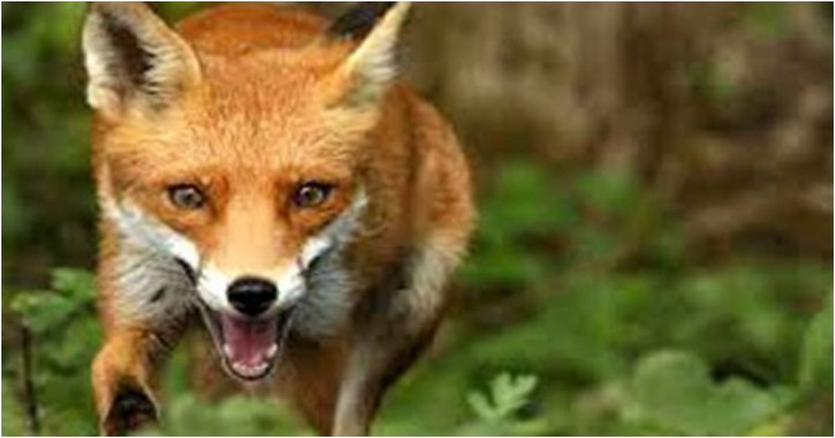 Mahallawasi-in-a-panic-injured-in-the-bite-of-the-fox-in-Joypurhat