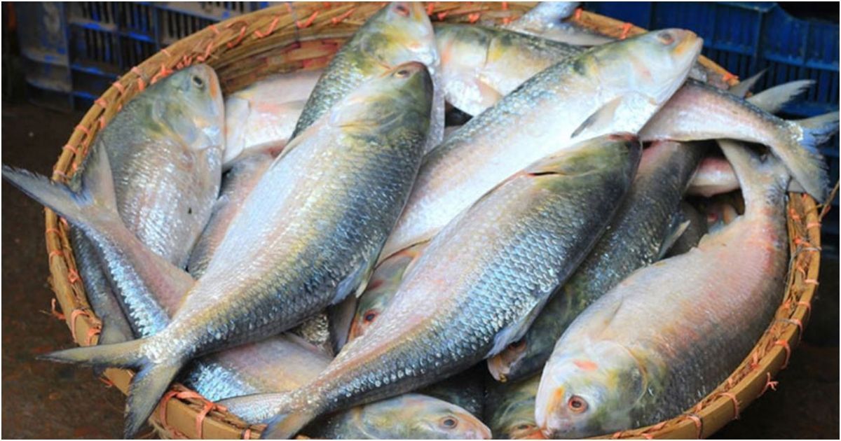 Durga-Puja-is-going-to-India-to-120-tonnes-of-hilsa