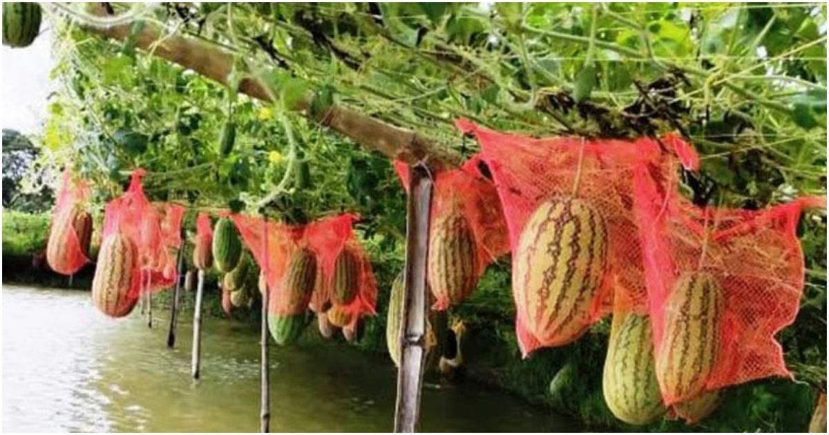 Successful-farmers-are-cultivating-watermelons-in-Keshabpur