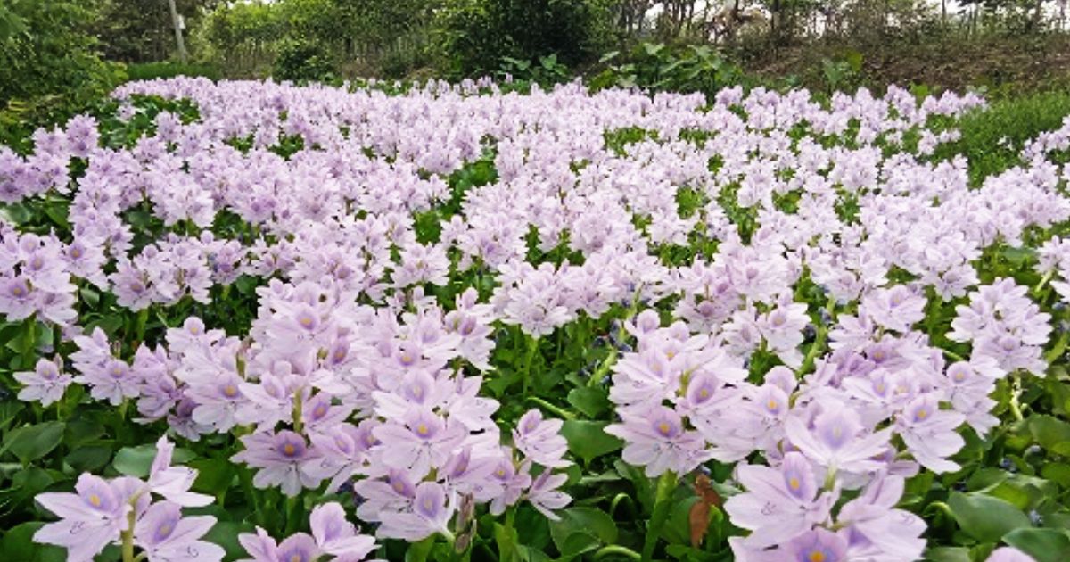 Panchagarh