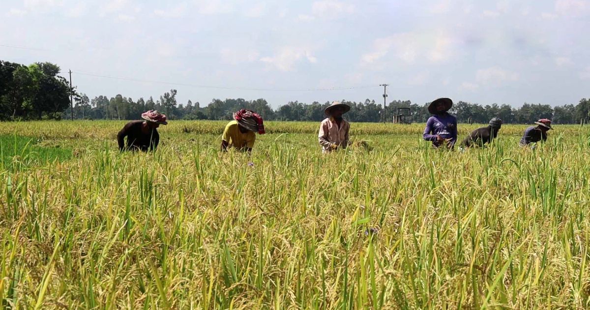 Farmers-busy-in-Naogaon-Aus-paddy-harvesting-and-frustration-in-prices