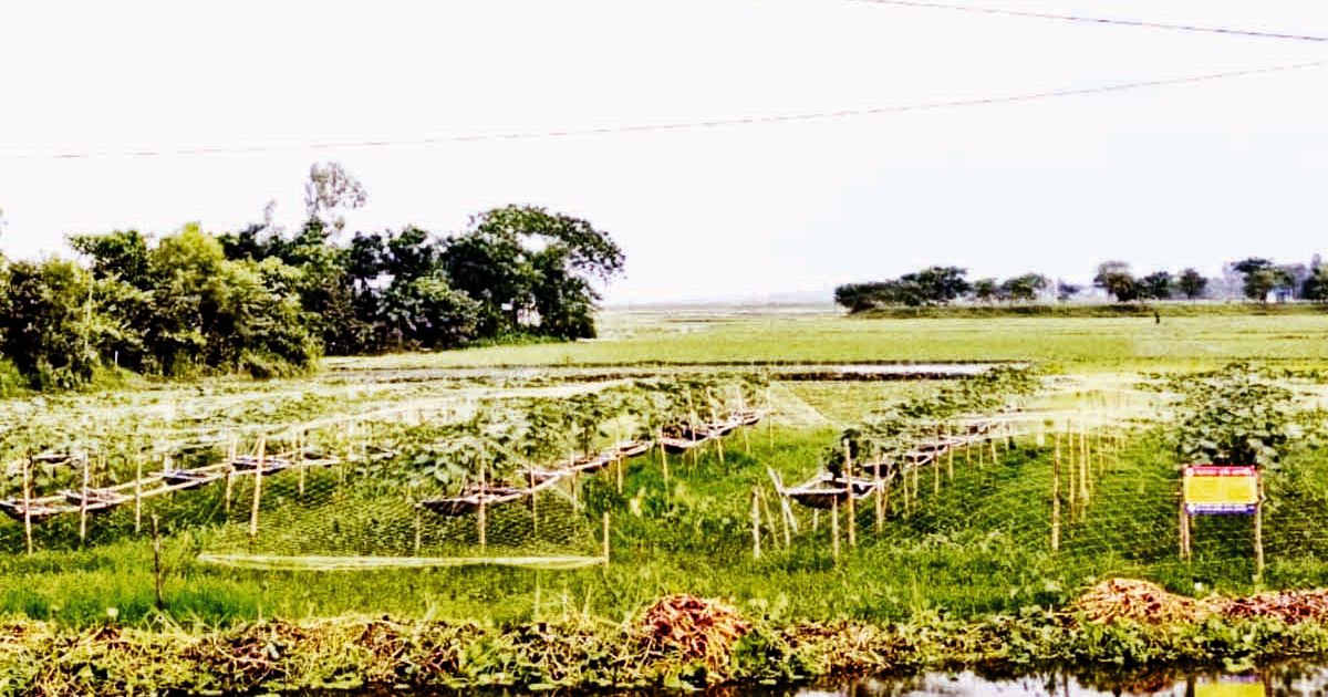 In-the-nabinagar