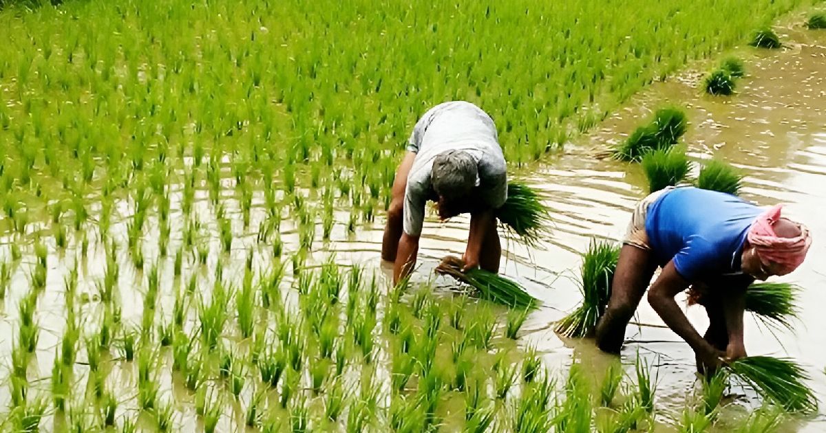 Aman-is-cultivating-3000-hectares-in-Shamnagar