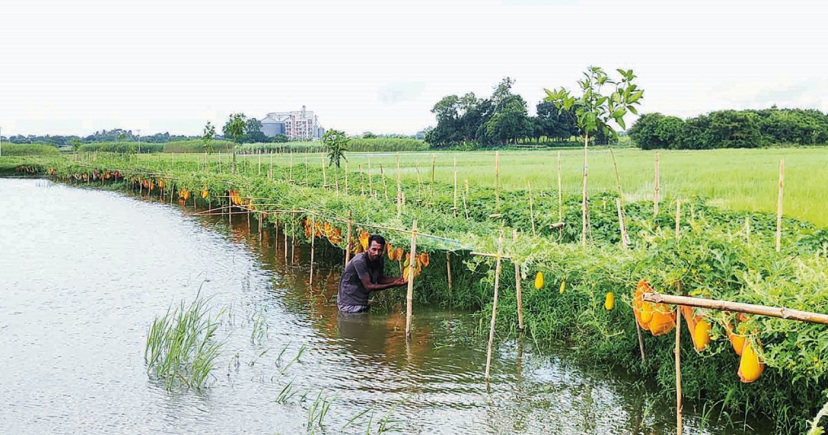 Narayanganj-farmers-are-risking-watermelon-cultivation-in-the-modern-way
